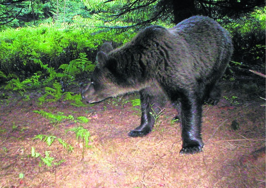 Ten niedźwiedź został sfotografowany w Beskidzie Żywieckim