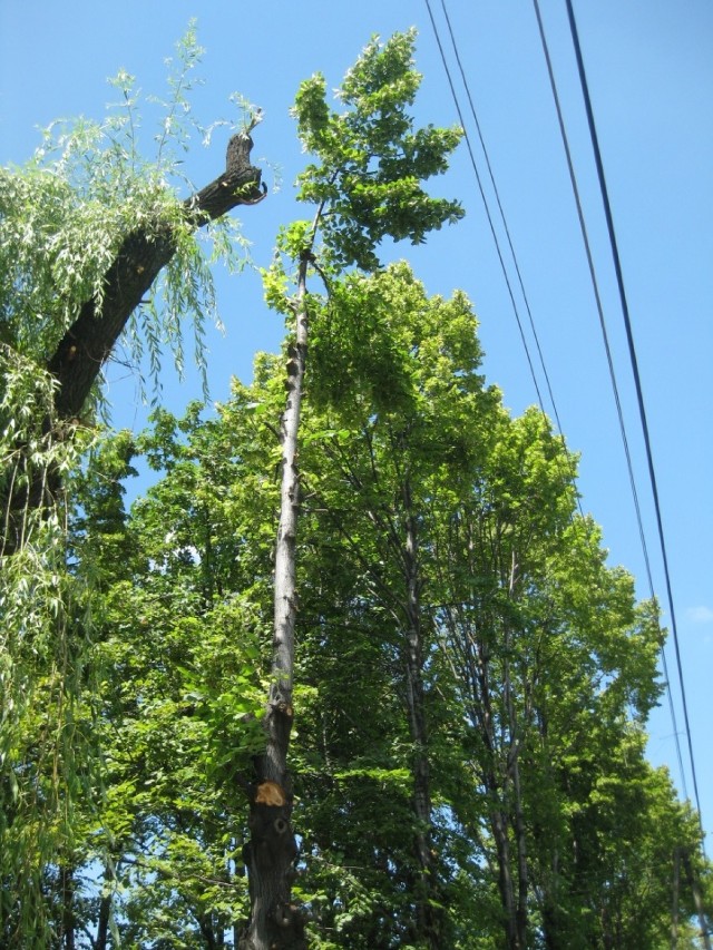 Miasto domaga się kar za złe przycinanie drzew od firmy realizującej zlecenie Tauronu