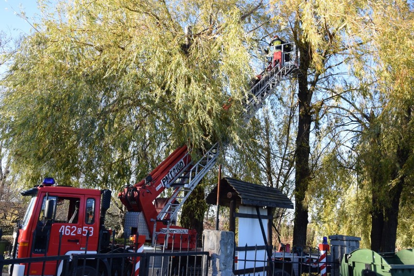 Silne podmuchy wiatru na południu Opolszczyzny. Strażacy mają ręce pełne roboty