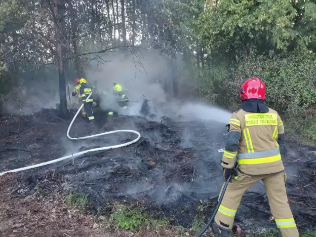 Pożar lasu w Bochni w rejonie ul. Działkowej, 19.05.2024