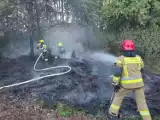 Pożar lasu na terenie Bochni, z ogniem walczyło 24 strażaków. Policja ustala sprawcę podpalenia