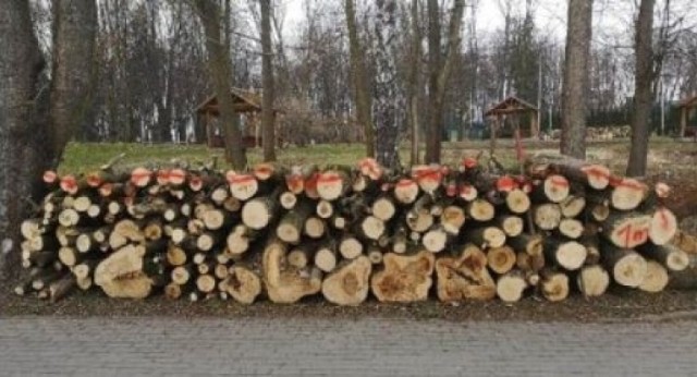 Drewno przeznaczone do sprzedaży pochodzi z Parku Miejskiego w Kazimierzy Wielkiej. Zostało wycięte w celu realizacji inwestycji.