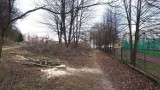 Miasto na osiedlu Krakowska-Południe wycięło 13 drzew. Zapewnia, że posadzi nowe [ZDJĘCIA CZYTELNIKA]