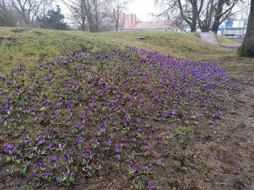 Krokusy cieszą oko w Kołobrzegu. Nawet gdy chwilowo brakuje słońca