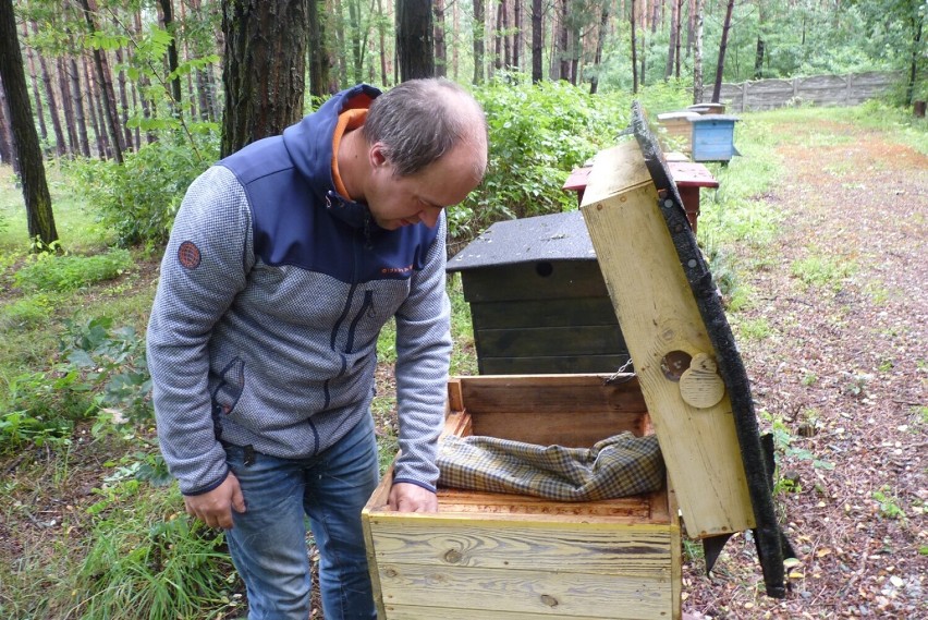 Zgnilec amerykański atakuje pszczoły w powiecie radomszczańskim. Płoną ule