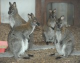 Opolski ogród zoologiczny może się pochwalić nowym kangurem