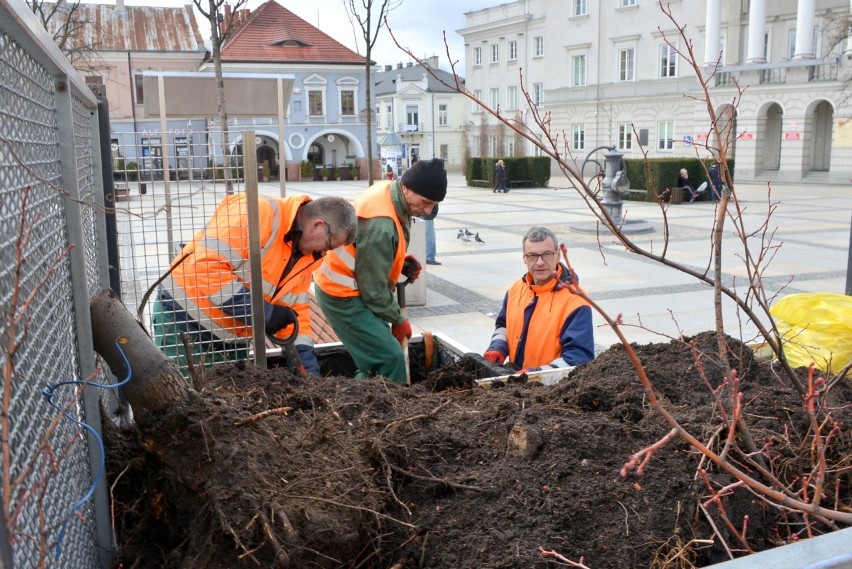 Wymieniają drzewa w donicach na Rynku w Kielcach, nowe mają dawać więcej cienia (WIDEO)  