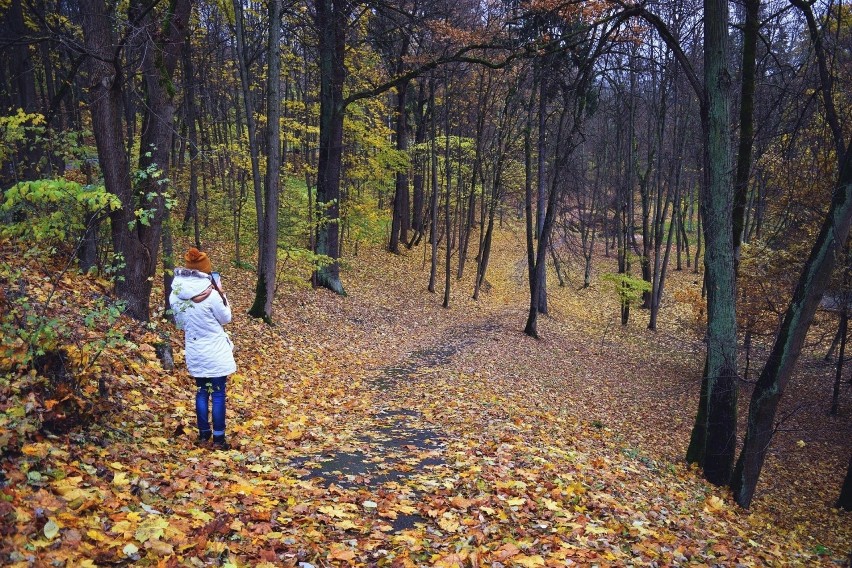 Gdzie do lasu w pobliżu Lublina? Zobacz ranking TOP 10...