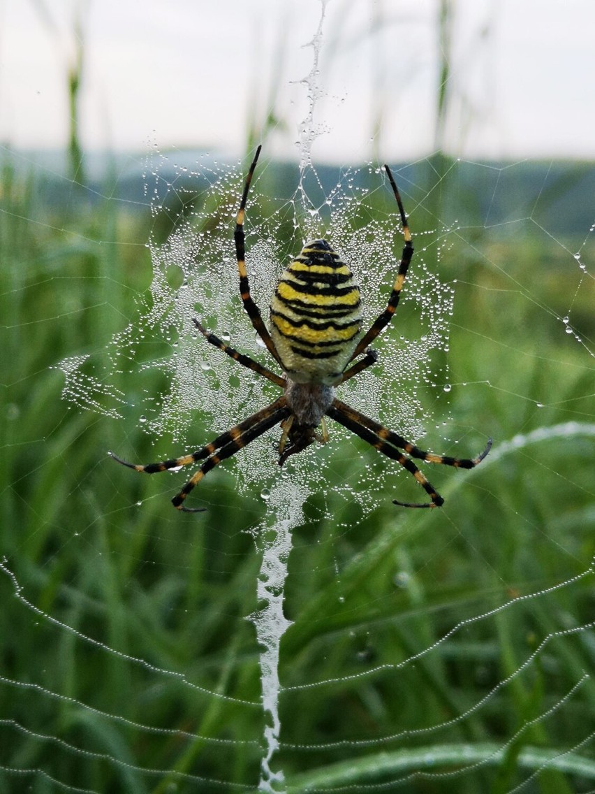 Różne pająki na fotografiach przesłanych nam przez...