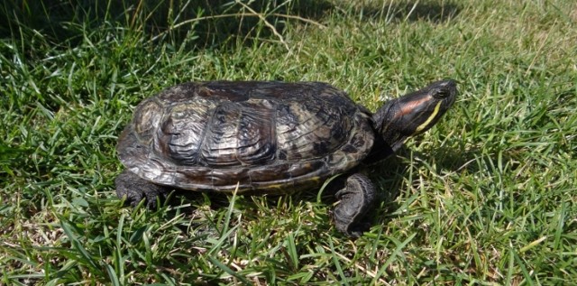 Groźny podgatunek żółwia występuje w Puławach. Zagraża m.in. żółwiom błotnym