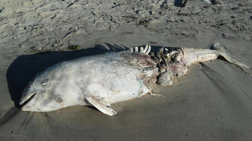 Na plaży w Gąskach odnaleziono martwego morświna