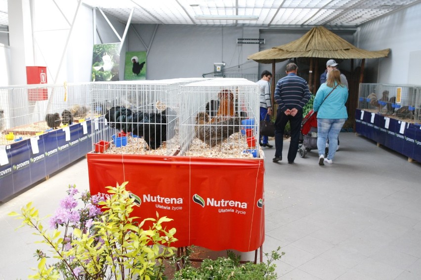 Wystawa Najpiękniejsze Kury Świata 2019. W Warszawie przez cały weekend można je podziwiać [ZDJĘCIA]