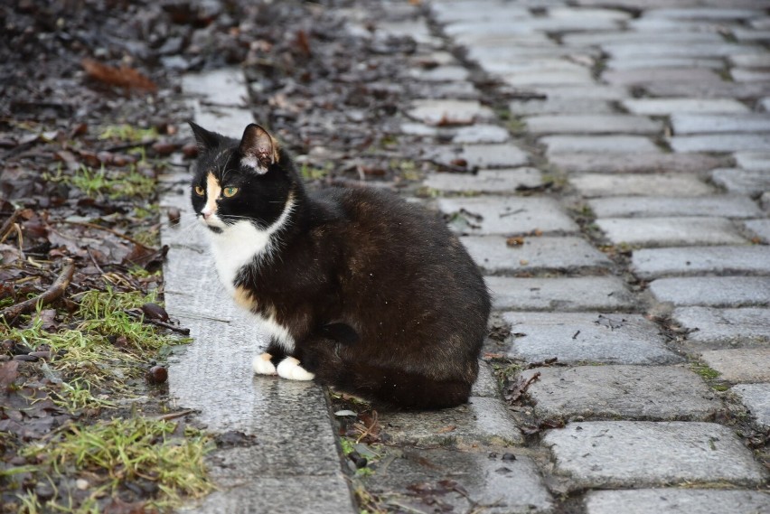 Według danych ratusza wolno żyjących kotów w Grudziądzu jest...