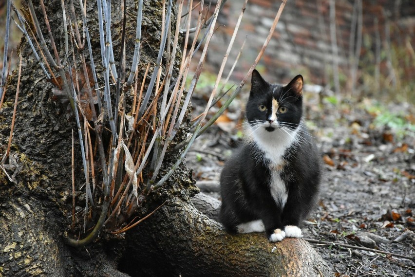 Według danych ratusza wolno żyjących kotów w Grudziądzu jest...