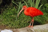 Konkurs w zoo: Namaluj logo dla Ptasiego Azylu