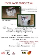 Fundacja Koci Pazur zachęca: Pomóż kotom z Poznania