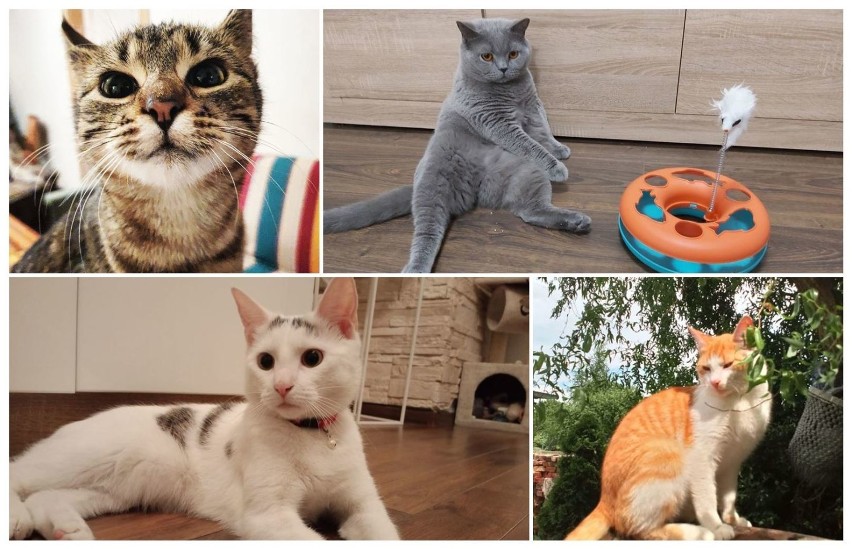 Światowy Dzień Kota. Oto koty ze Świdnicy, Wasi pupile! (ZDJĘCIA) 