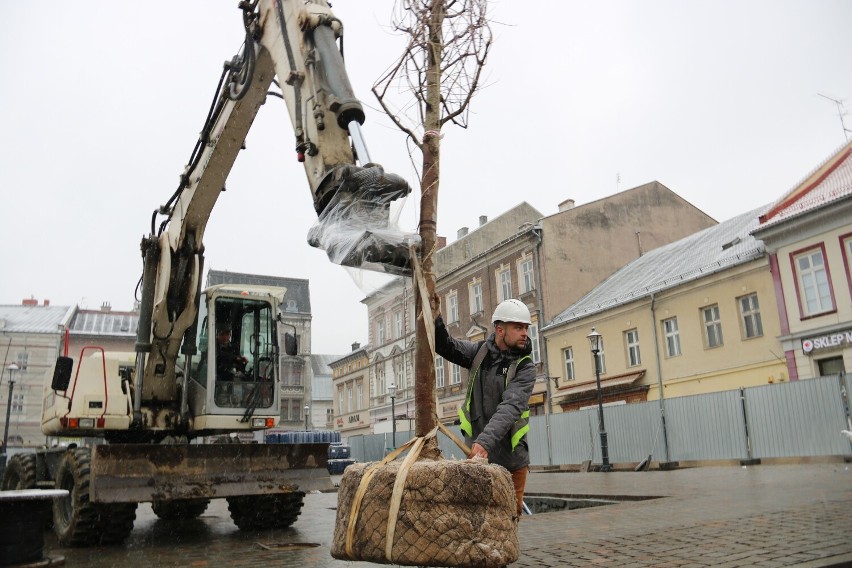 Nasadzanie drzew na placu Wojska Polskiego....