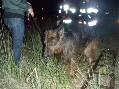 Strażacy uratowali psa, który wpadł do studzienki