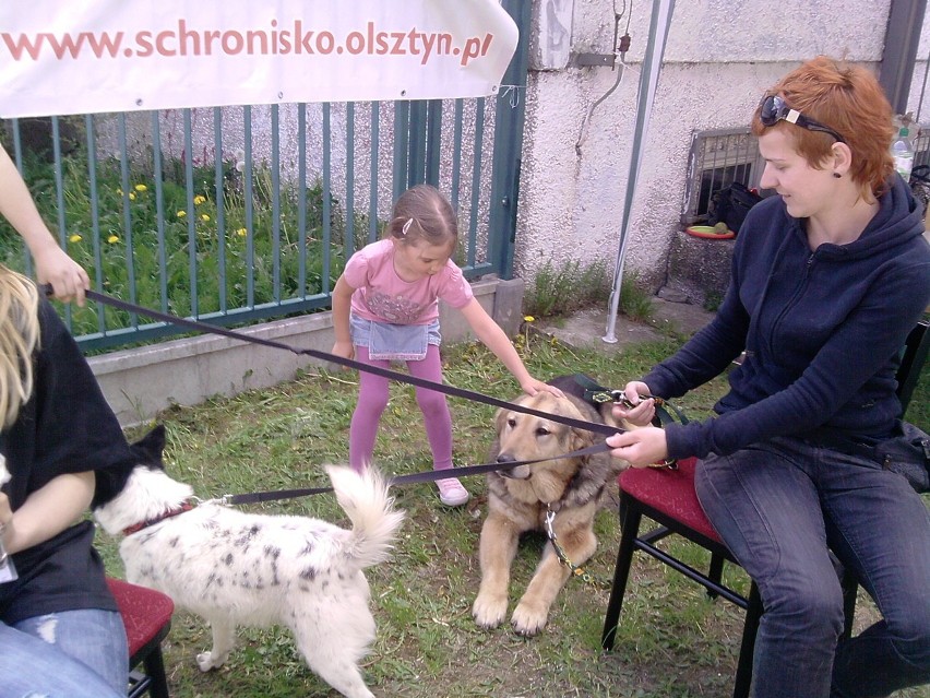 Sprawozdanie - schronisko dla zwierząt w Olsztynie na festynie w SP 18