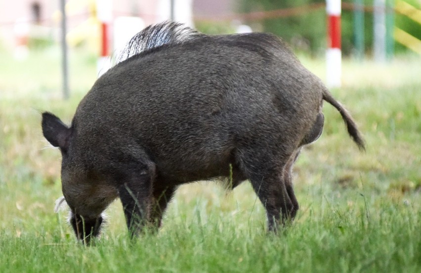 Dziki pojawiające się na terenach zurbanizowanych są sporym...