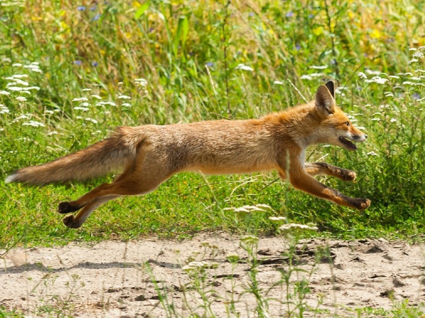 Syców: Fotograficzna pasja Wojciecha Grzyba