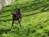 Pierwsze kroki okapi z wrocławskiego zoo [zdjęcia]