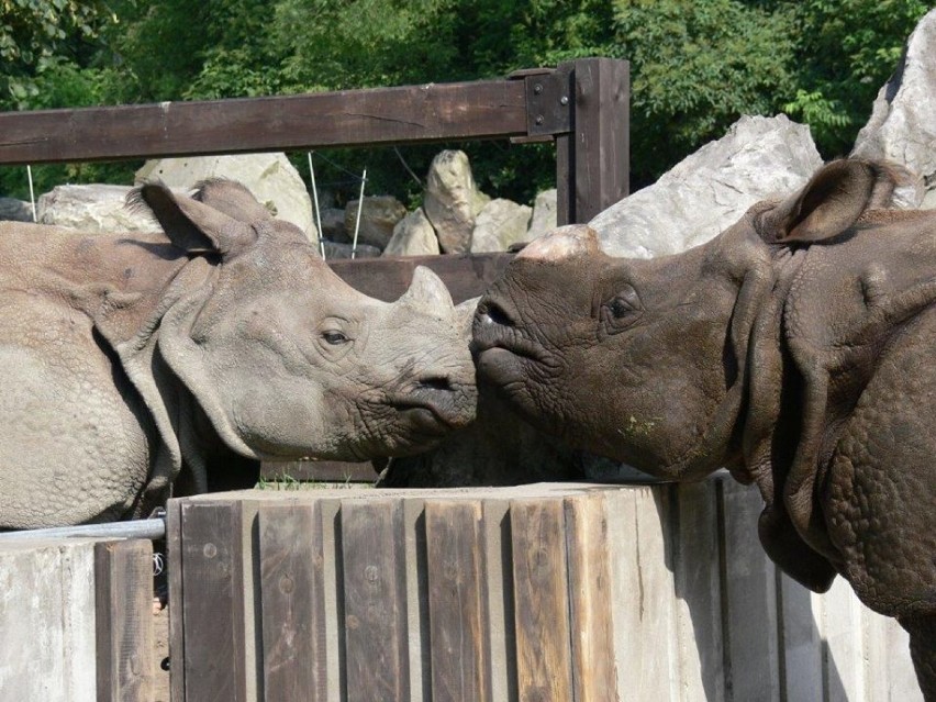 Zoo Warszawa, urodziny nosorożca