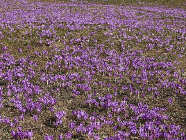 Krokusy