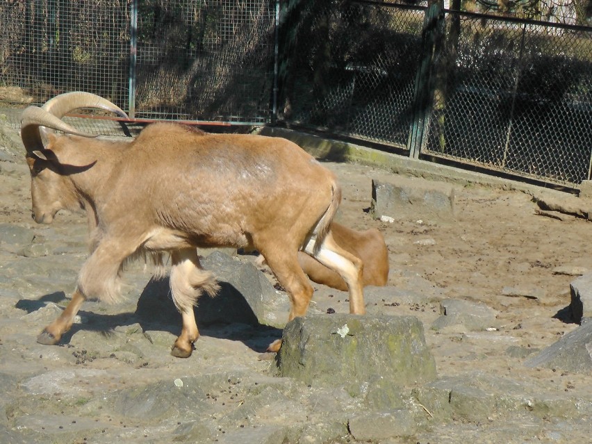 ZOO Kraków. Zwierzaki cieszą się ze słonecznej pogody