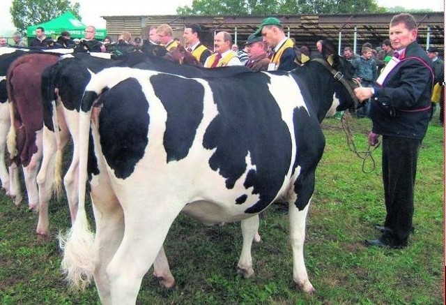 Na targach rolniczych w  Marszewie wielu hodowców bydła żaliło się na spadek  rentowności  produkcji mleka