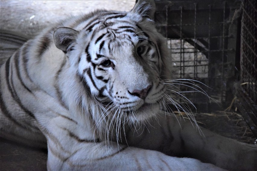 Dzień Dziecka z egzotycznymi zwierzętami w ZOO Safari w Borysewie pod Poddębicami. Czekają białe lwy i tygrysy oraz...   ZDJĘCIA