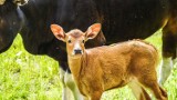 Młode batengi przyszły na świat we wrocławskim zoo. Jakie są urocze! [ZDJĘCIA]