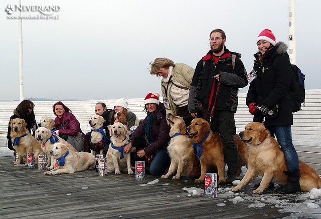 Golden retrievery podczas XIX Finału