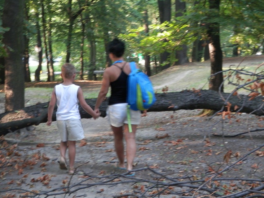 Spadające konary w parku Planty w Mikołowie