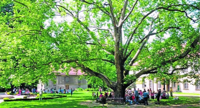 Platan w Kozach - nasz pomnik przyrody i Drzewo Roku 2012