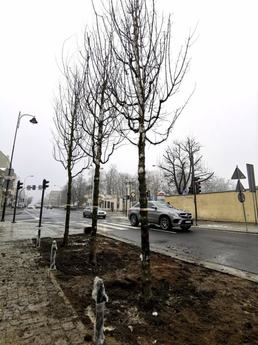 Sadzą drzewa w Kaliszu. W poprzednim tygodniu przybyło ich całkiem sporo. ZDJĘCIA