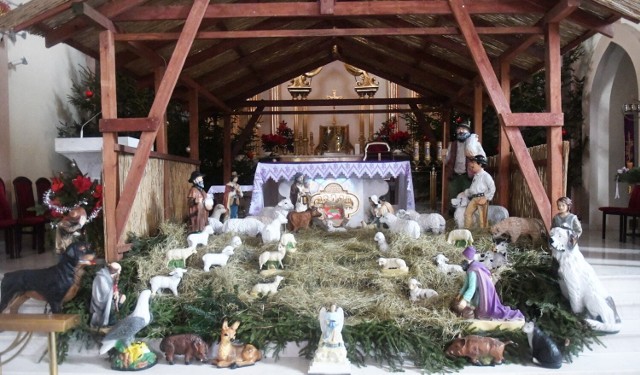 Tak prezentuje się szopka bożonarodzeniowa w Sanktuarium Miłosierdzia Bożego w Świebodzinie. Zobaczcie zdjęcia >>>