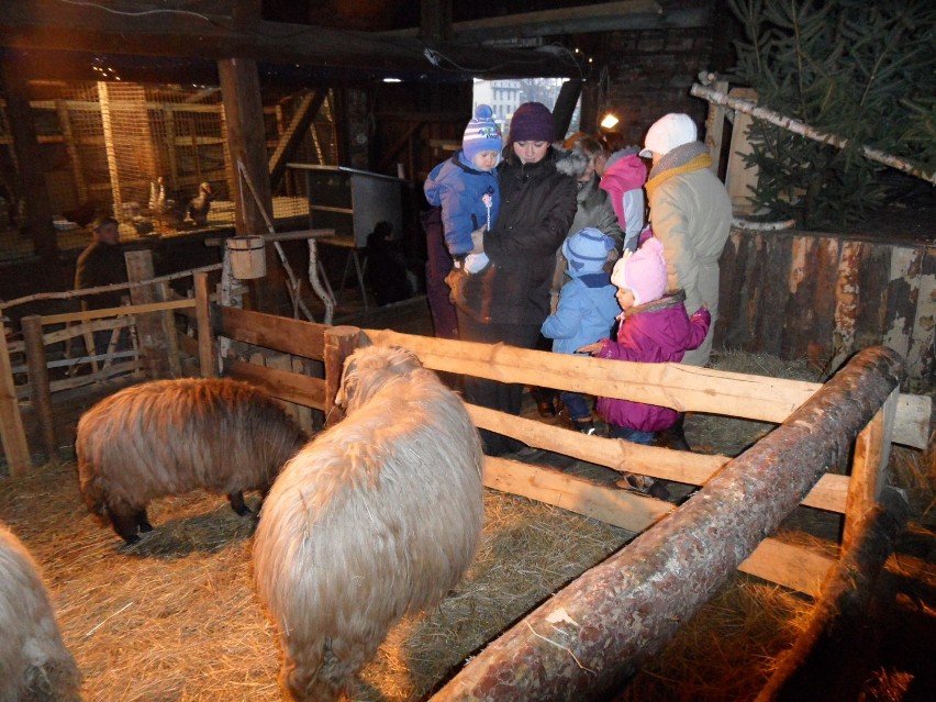 Święta 2012: Żywa szopka w Rydułtowach. Oglądały ją mieszkańcy z naszego regionu. Zobacz zdjęcia!