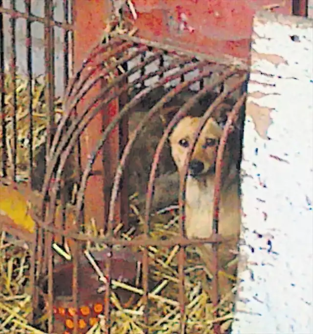 Wyłapane w gminie Wolbrom bezdomne psy przetrzymywane są w takiej lecznicy dla zwierząt. Co dalej dzieje się z czworonogami - nie wiadomo. A może są usypiane?