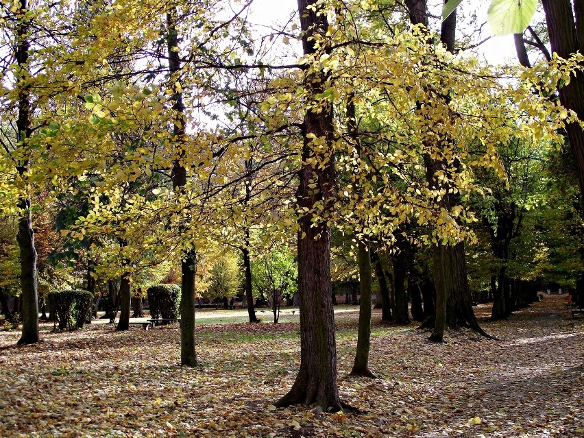 Jesień w zbąszyńskim parku