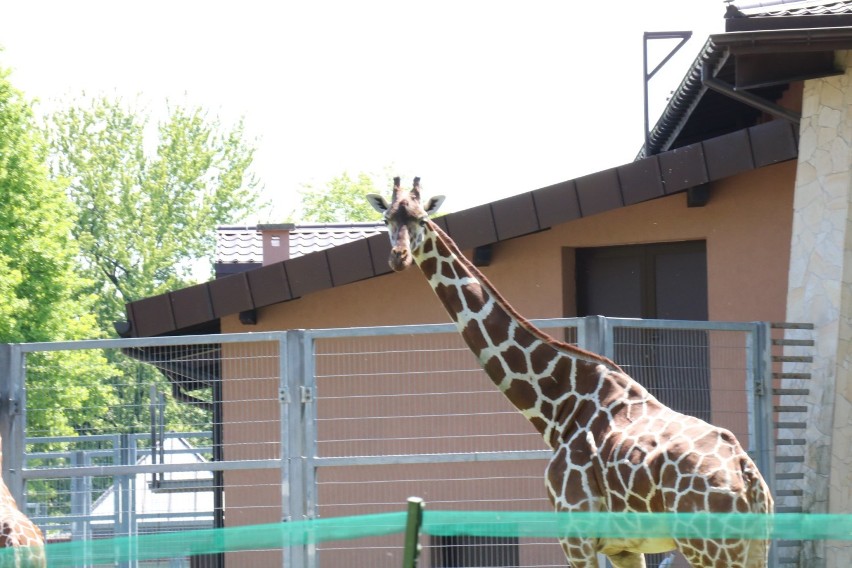 Żyrafa Lunani ze śląskiego zoo maskotką World Athletics...