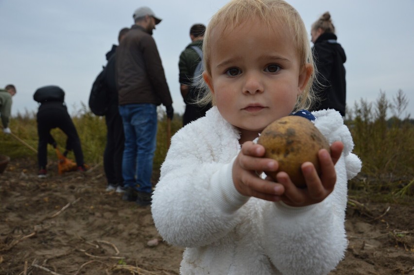 "Tradycja powraca... wykopki ziemniaków" w Zespole Szkół CKZ...