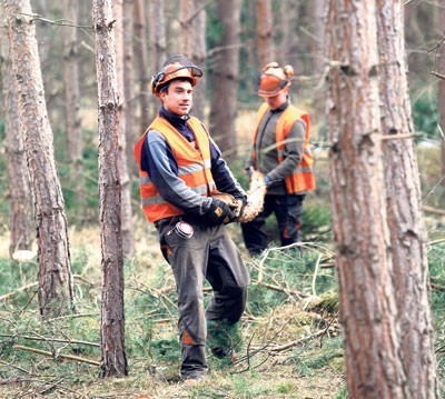 W lasach regionu  zalegają  miliony metrów sześc. drewna