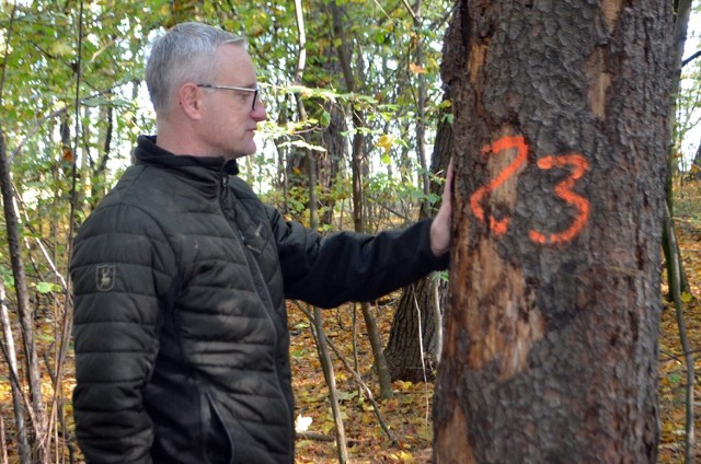 W parku Maniowie zostaną wycięte 43 drzewa.
- To jest konieczne dla bezpieczeństwa mieszkańców - mówi Hubert Kawalec, rzecznik Nadleśnictwa Głogów.