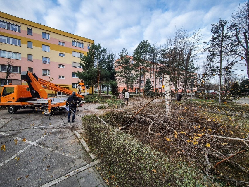 Wycinka drzew na Czechosłowackiej w Lesznie 21 grudnia 2021