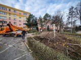 Leszno. Wycinają drzewa na Czechosłowackiej. Spółdzielnia mieszkaniowa powiększa parkingi [ZDJĘCIA I FILM]