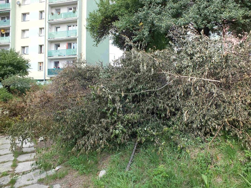 Walające się po okolicy odpady a teraz suche gałęzie grożące pożarem. Mieszkańcy Zakładowej w Starachowicach są oburzeni. Zobacz zdjęcia