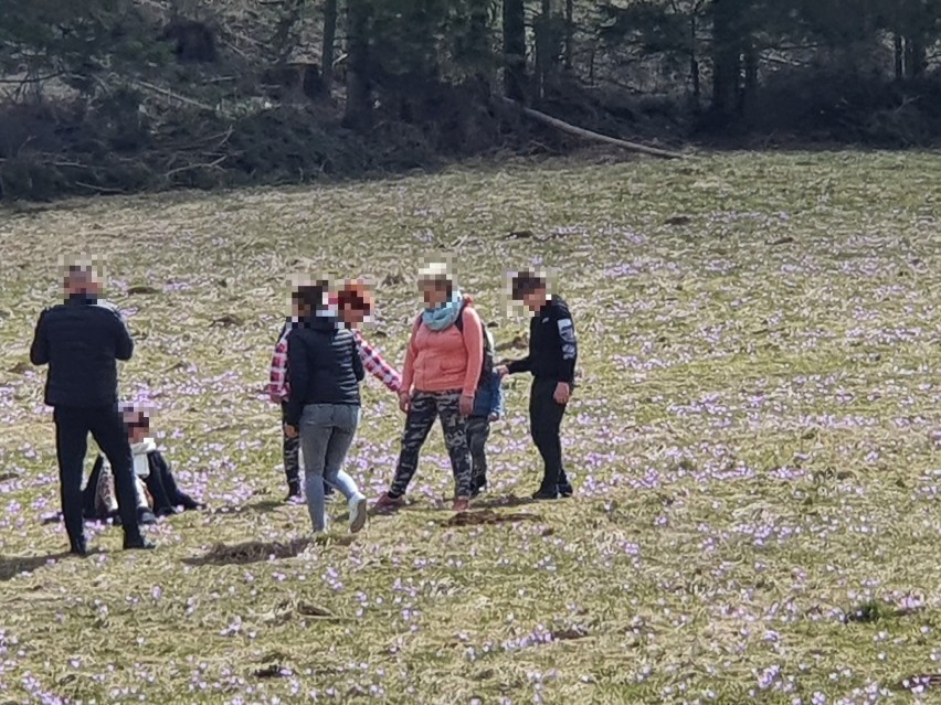 Rodzina w krokusach w Dolinie Kościeliskiej