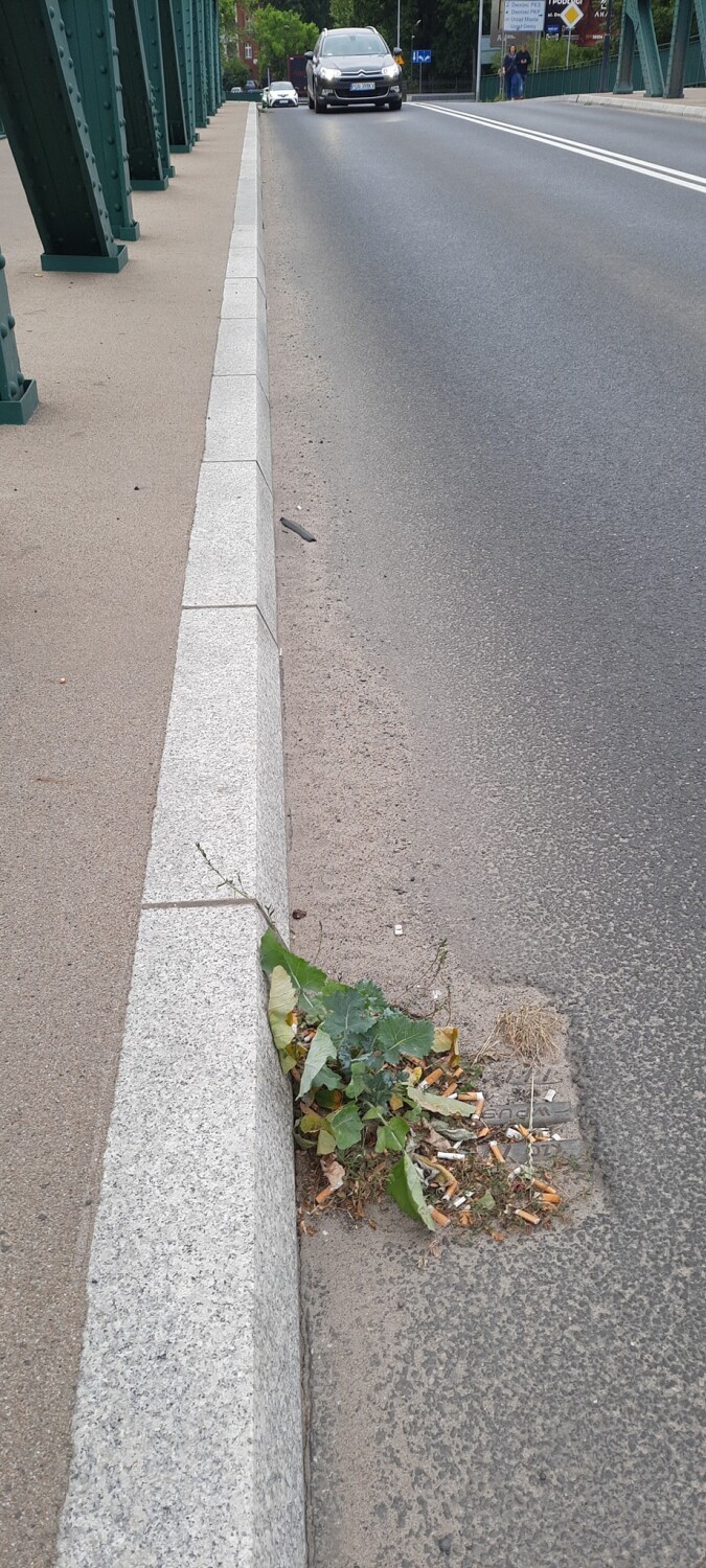 Gniezno. Gniezno. Wiadukt Popiełuszki już zaniedbany? Zapchana dylatacja i studzienki. Wiemy, kiedy zostanie uprzątnięty [FOTO]